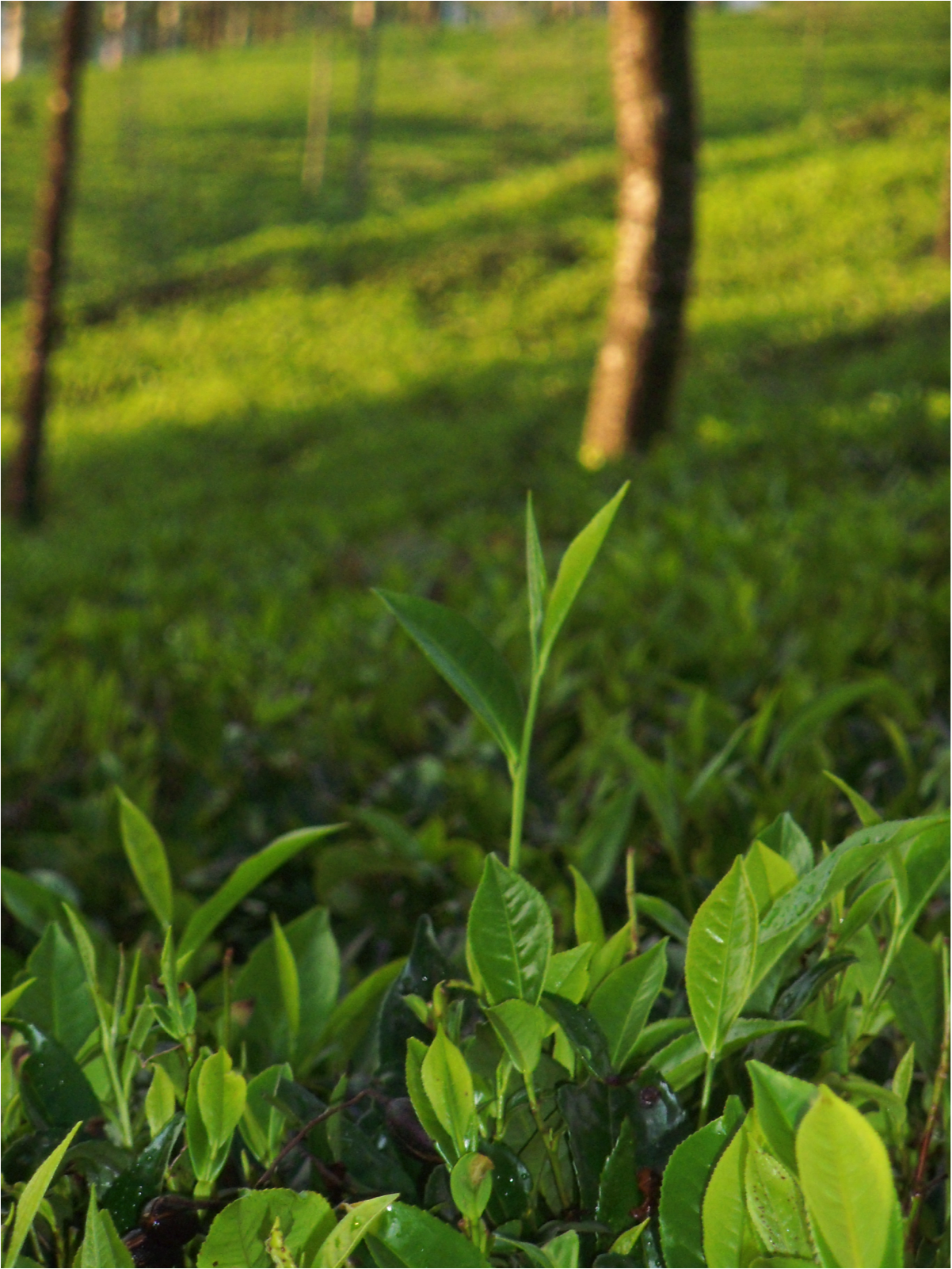 tea leaves, tea leaf, tea field