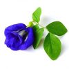 blue pea flower, flower, zentea, blue flower