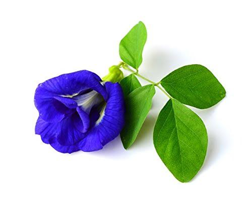 blue pea flower, flower, zentea, blue flower